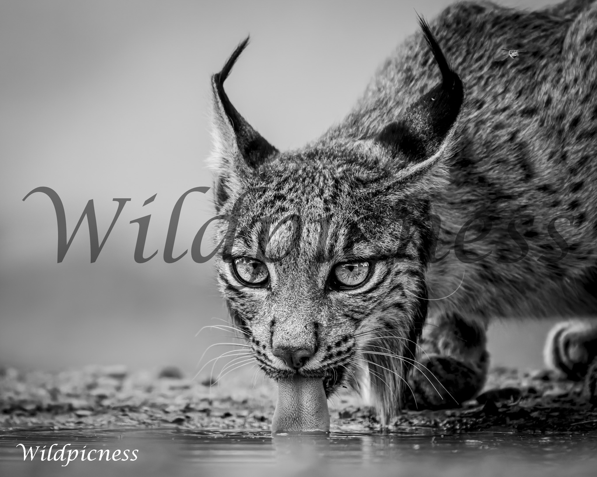 Mirada felina (Blanco y negro)