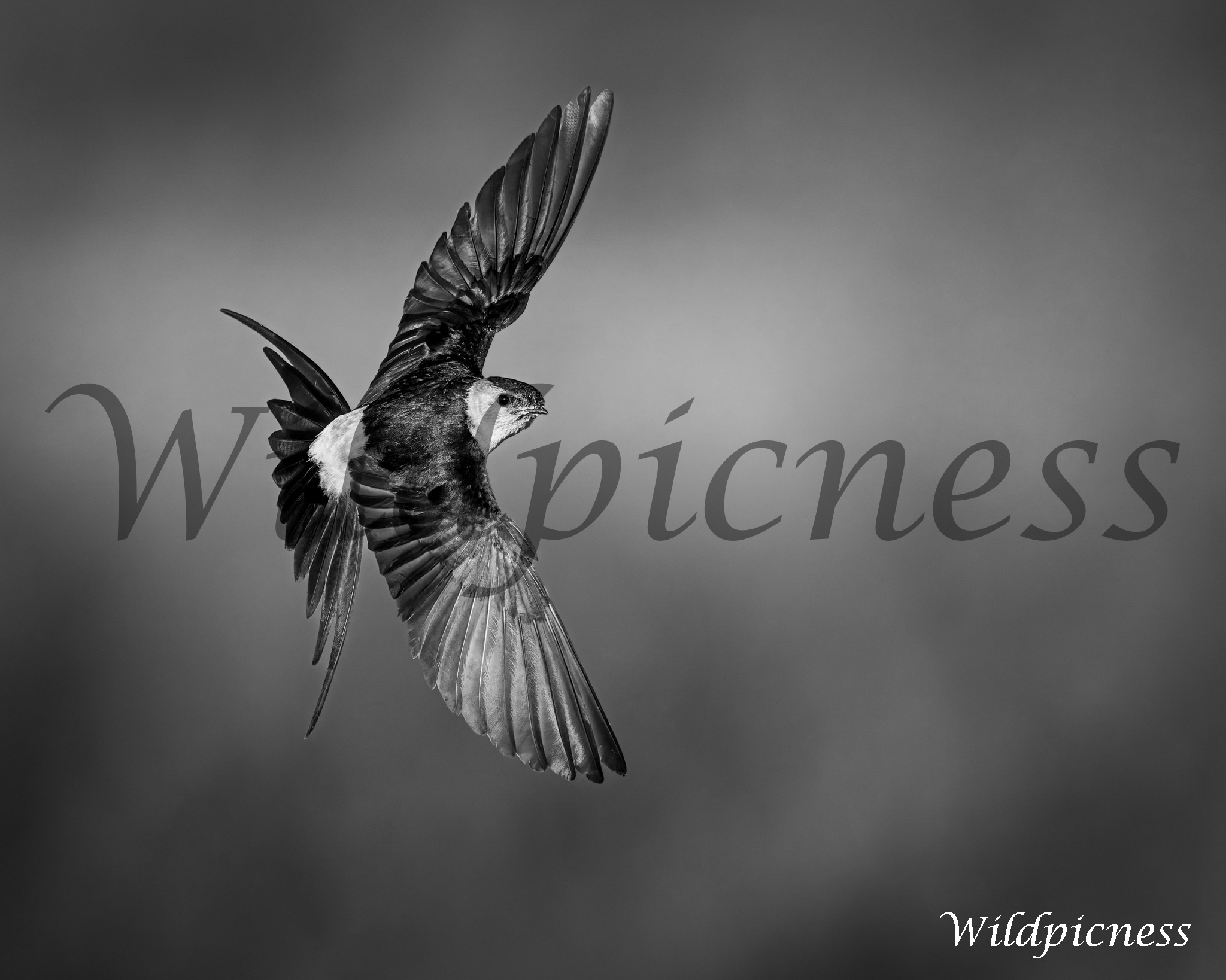 Golondrina en vuelo (Blanco y negro)