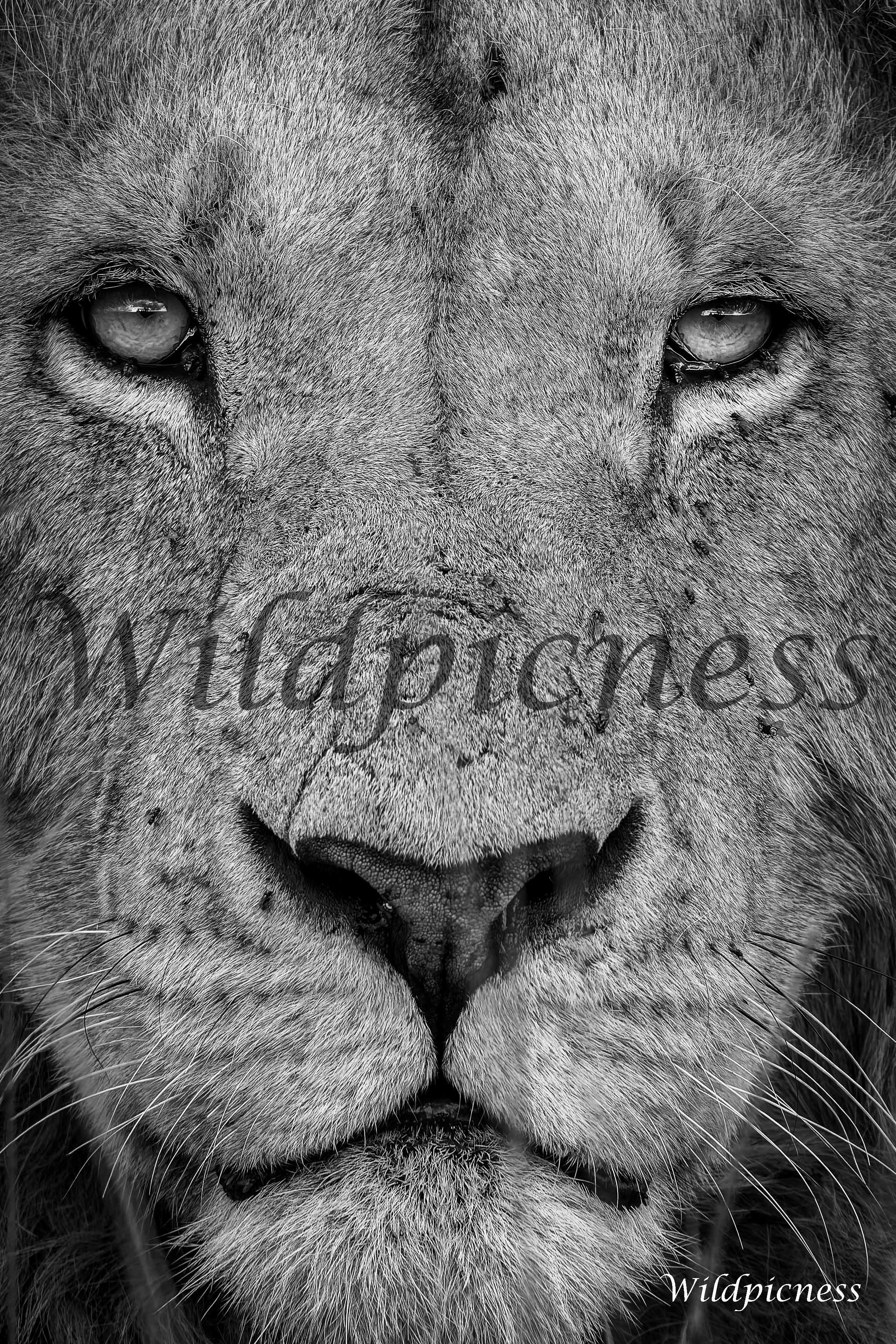 Mirada real (Blanco y negro)