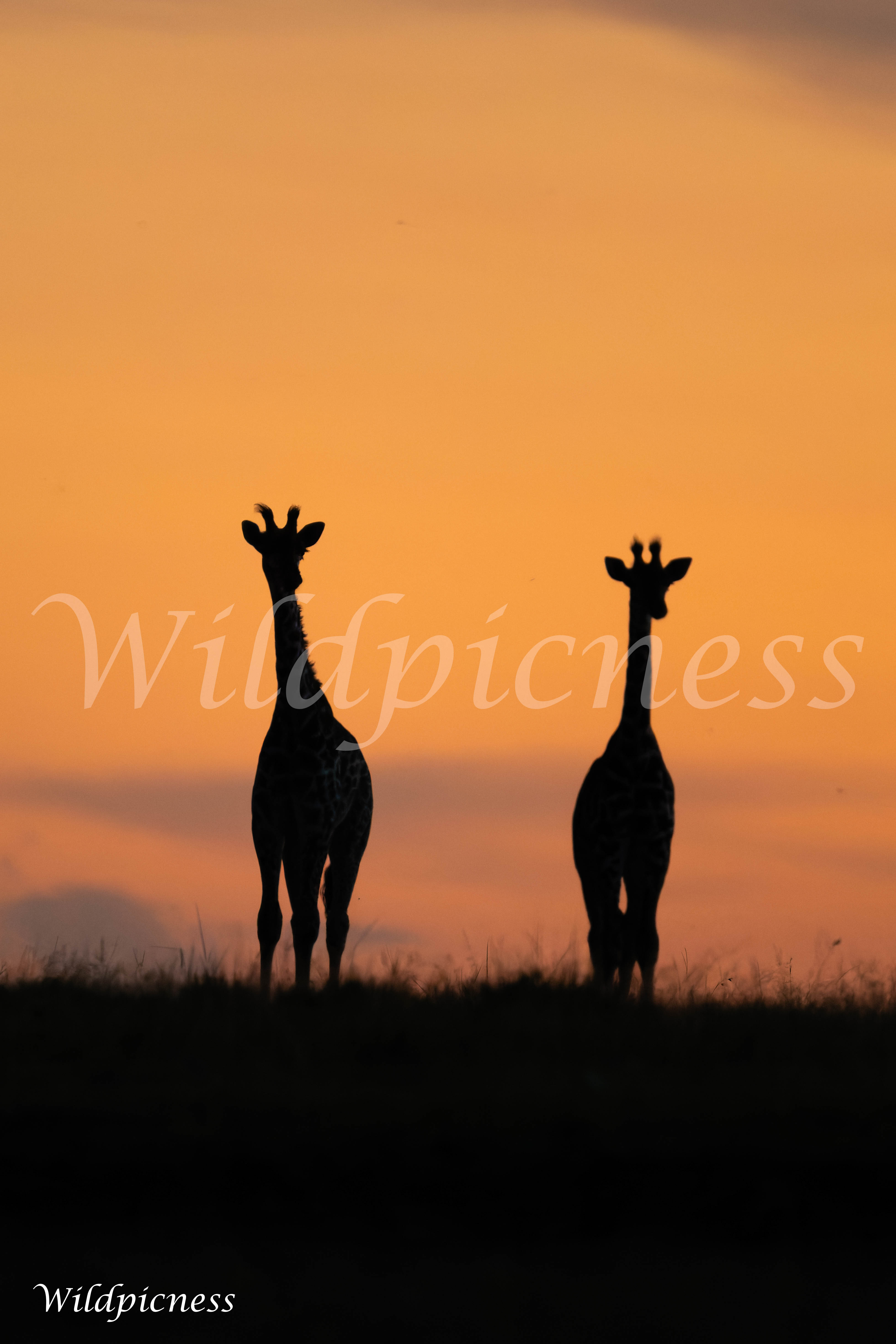 Pareja al ocaso