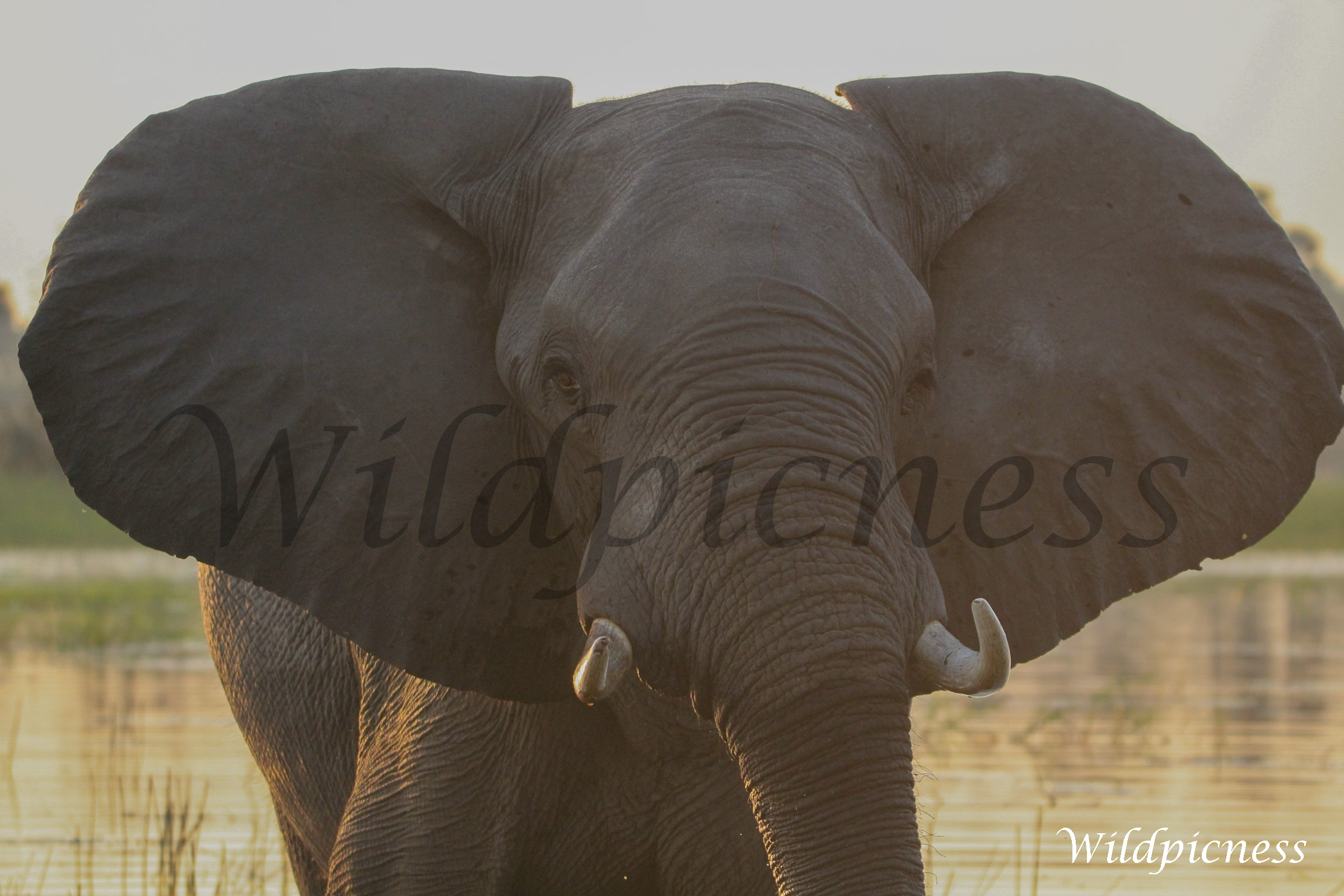 Presencia africana