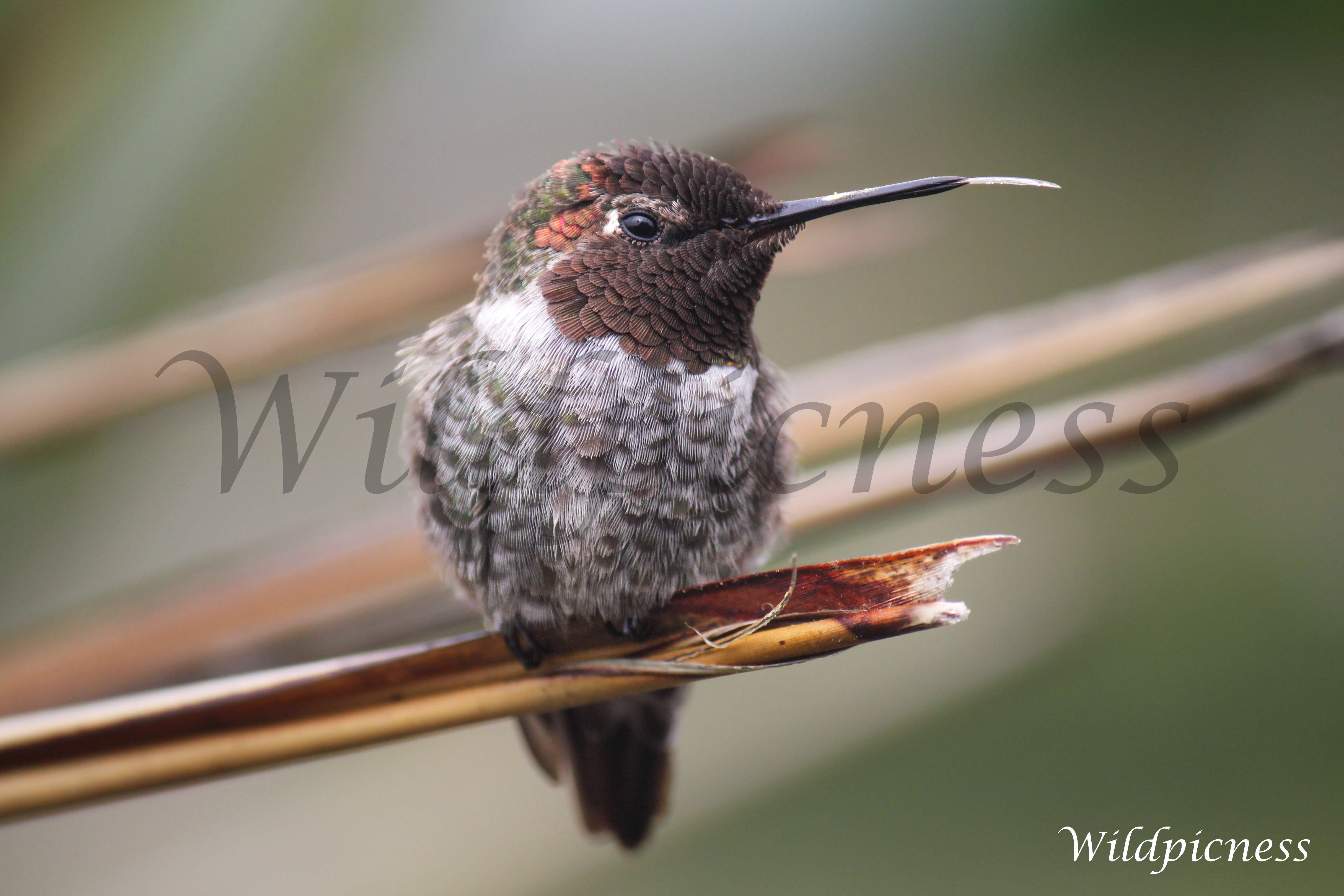 Colibrí de Ana