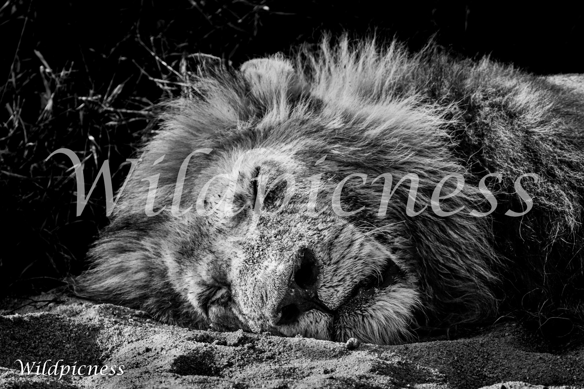 Sueño del rey (Blanco y negro)