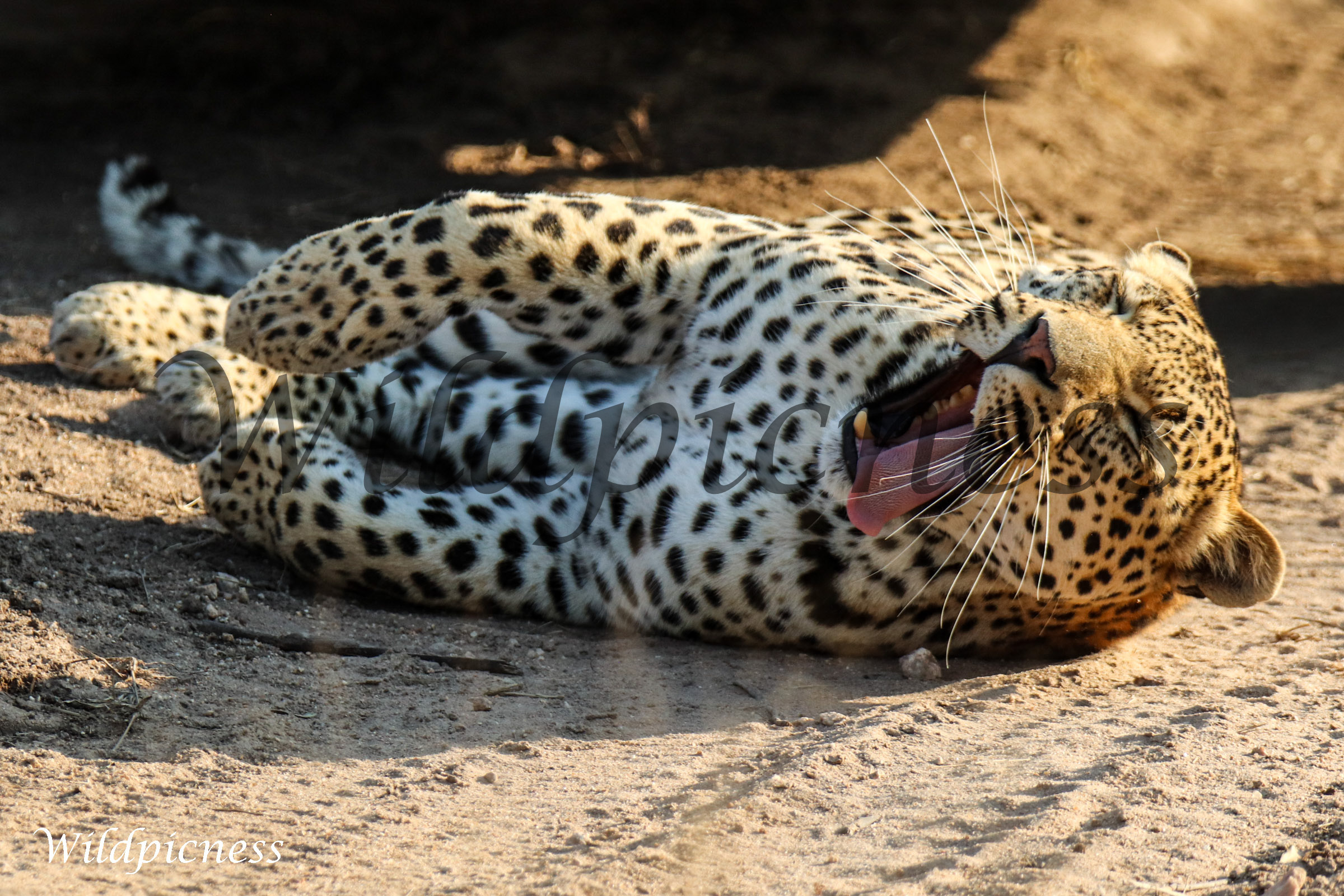 Leopardo al acecho