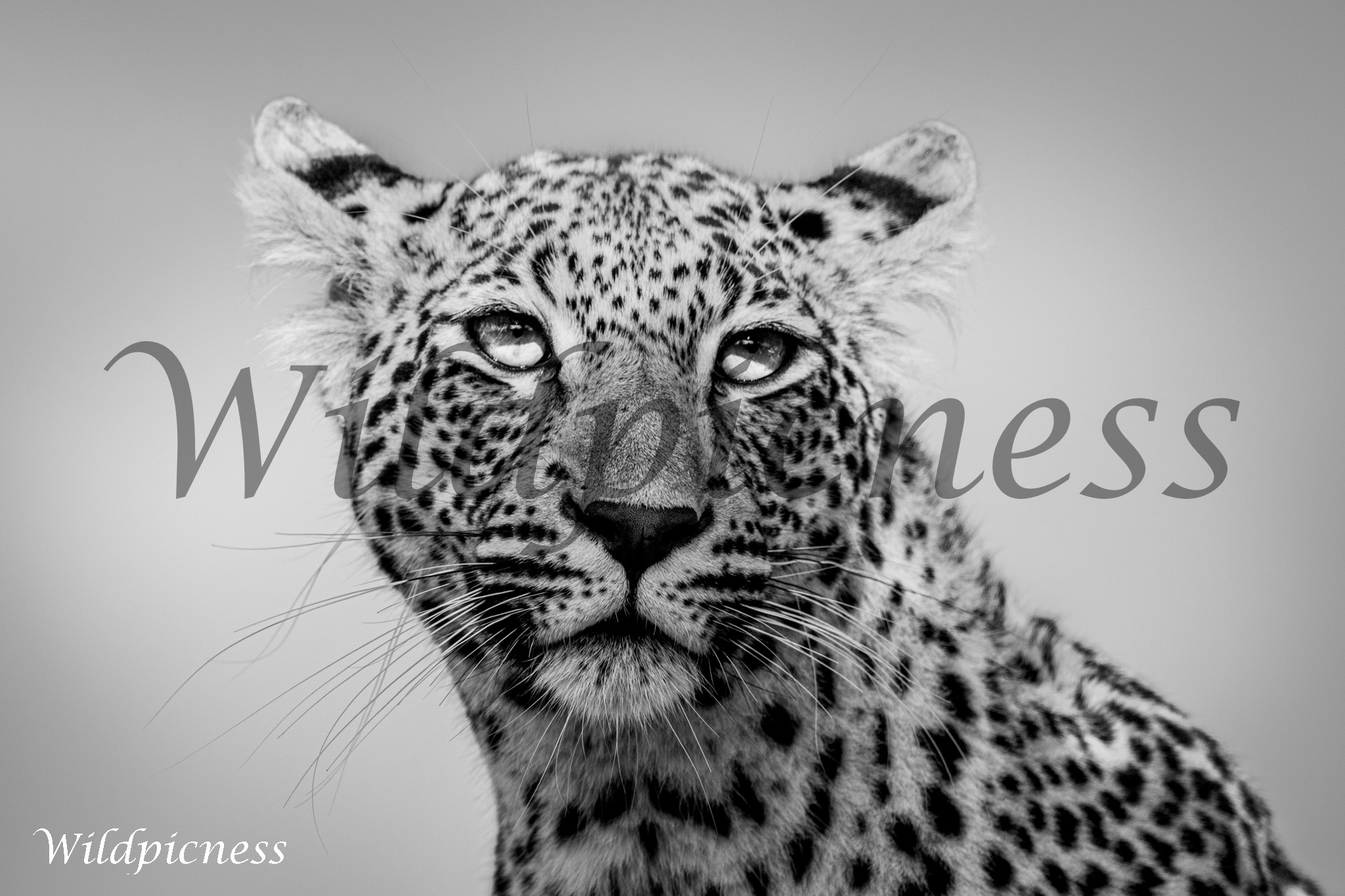 Mirada del leopardo (Blanco y negro)